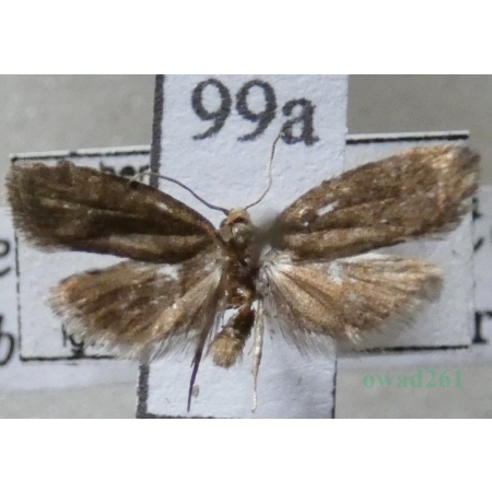 Neosphaleroptera nubilana (Hübner, 1799) Czech99a